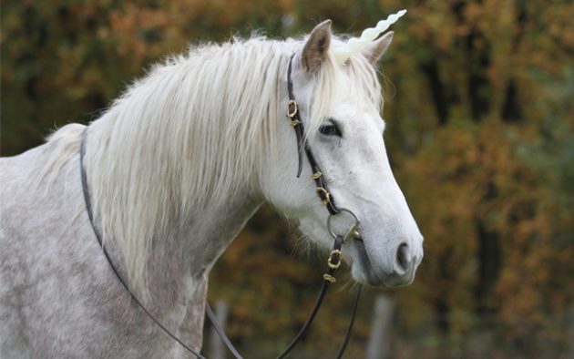 Unicorn-Corner-Image-7