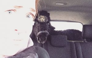 Shetland pony car