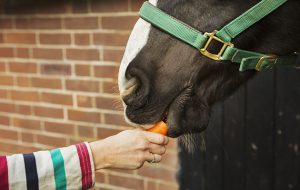 A person feeding a carrot to a horse.