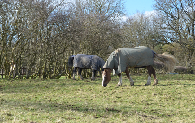 horses grazing in turnout rugs