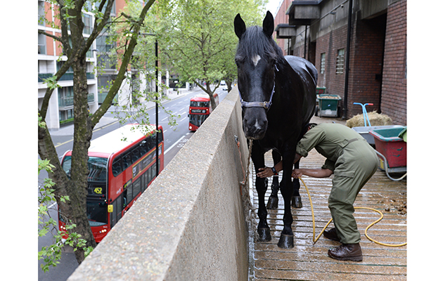 Trooper of the Blues and Royals washing his horse in preparation for the Blues and Royals Inspection the following day at Household Cavalry Regiments Barracks of the Household Cavalry Regiments in Knightsbridge in London in the UK on the 24th April 2017