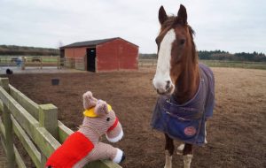 redwings knitted ponies