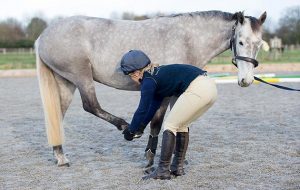 Horse stretches