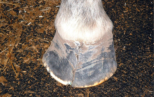 Hoof cracks in horses | Horse & Hound veterinary library