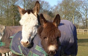 spindles farm