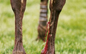 Puncture wounds in horses: a leg wound