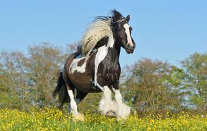 K8R52X Irish Cob horse cantering in the field