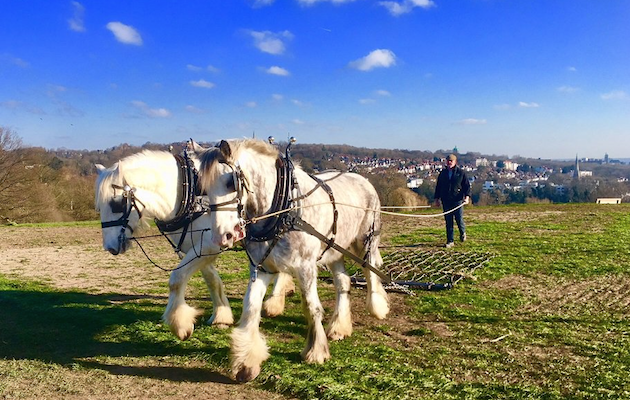 shire horses hampstead heath