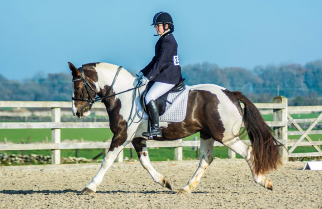 pony club ponies for sale