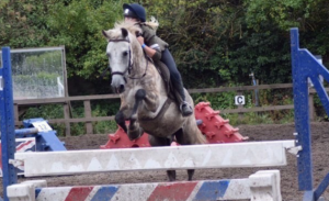 pony club ponies for sale