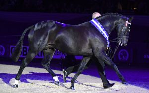 Broadstone Dolce Vita and Billy Moran are victorious in the 2017 Cuddy supreme in-hand championship