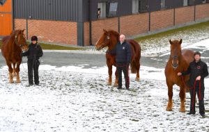 Suffolk horses