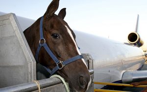 race horse is loading to the airplane to export in sao paulo, brazil