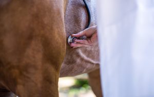 JFHF3K Close up on the stethoscope resting on horses heart. Image shot 05/2016. Exact date unknown.