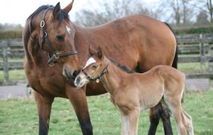 Frankel full sister