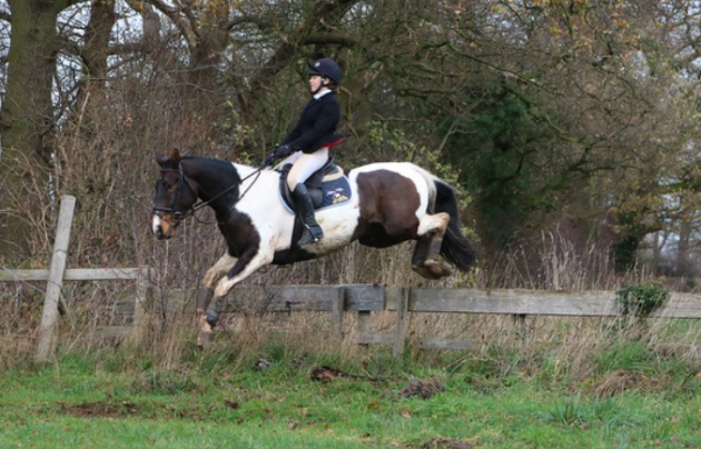 Horses for sale west sussex