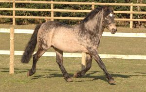 Templebready Fear Bui