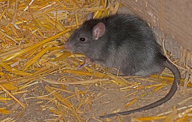 Best rat poison  How to get rid of rats in stables: Horse & Hound