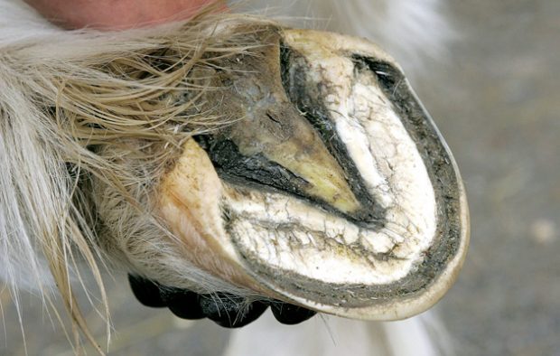 Why do some horses need shoes, while others as pictured here do well without? H&H share's a vet’s viewpoint