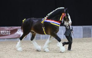 A champion Shire Horse stallion named Landcliffe