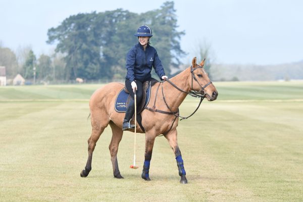 polo horse breed pony products