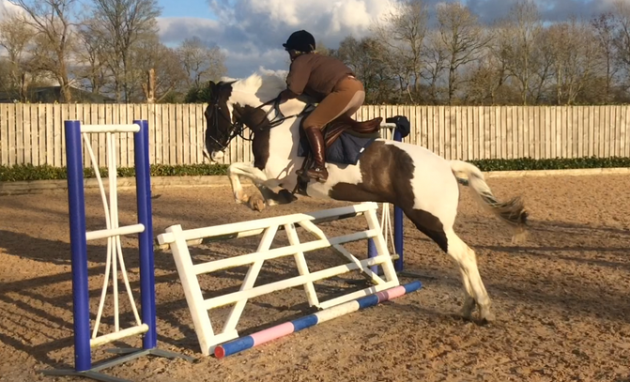 horses for sale gloucestershire