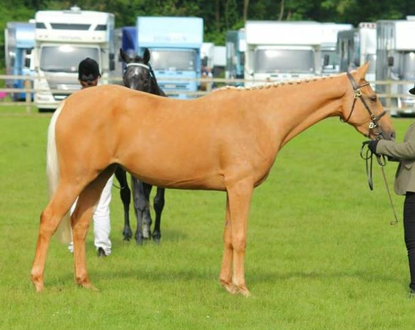 horses for sale gloucestershire