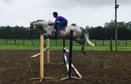 horses for sale gloucestershire
