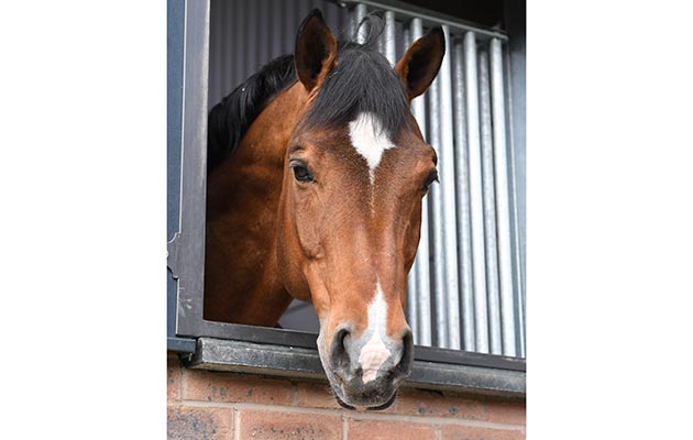 Arko III at Stallion AI Services near Whitchurch in the county of Shropshire in the UK on the 20th March 2018