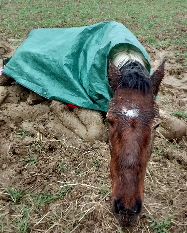 Sedgwick Countys Horse Deaths A Wake Up Call For Horse Owners - 2ri6v4p