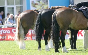 Welsh ponies