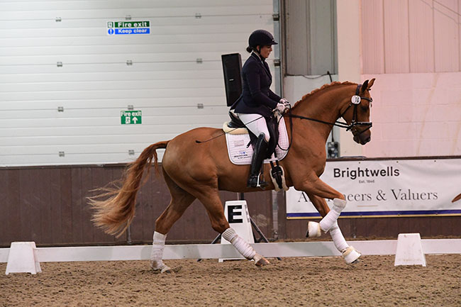 Brightwells elite dressage auction results