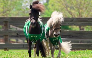 weg mascots