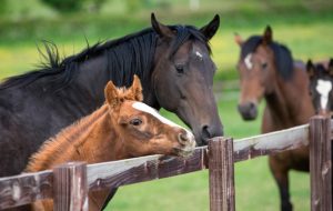 English thoroughbred horse and foal