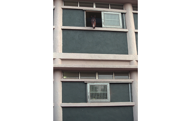 (Original Caption) As there is a lack of ground space, the stables are built on 3 floors. (Photo by THIERRY ORBAN/Sygma via Getty Images)
