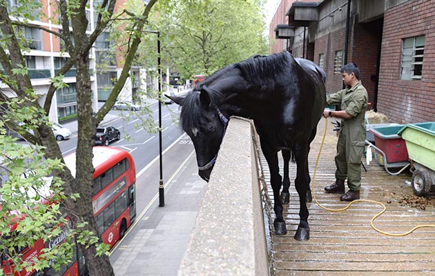 Trooper of the Blues and Royals washing his horse in preparation for the Blues and Royals Inspection the following day at Household Cavalry Regiments Barracks of the Household Cavalry Regiments in Knightsbridge in London in the UK on the 24th April 2017