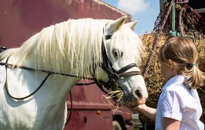 Buying a first pony KJNH0N little girl feeding her pony at a horse show