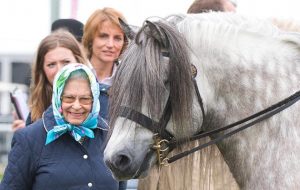 Queen Elizabeth ll attends the Royal Windsor Horse Show on May 12, 2018. This is the Queen’s highland stallion Balmoral Mandarin who was third in the Olympia large breeds with Mathew Lawrence riding. He was also 1st and reserve in the highland in-hand section the previous day with his producer Lizzie Briant.