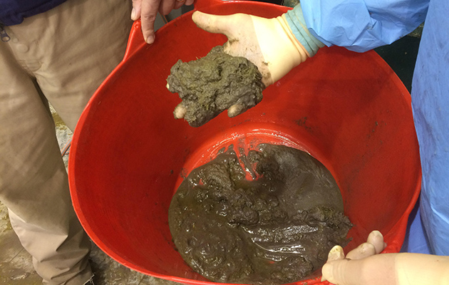 Sludge removed from the horse's gut in a case of sand colic that required surgery