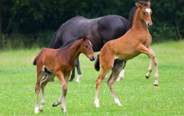 Foals | All you need to know about foals | Horse & Hound