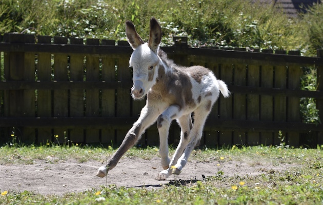 coby donkey foal donkey sancuary