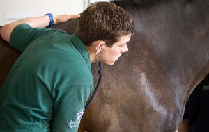 vet listening to heart rate with a stethoscope