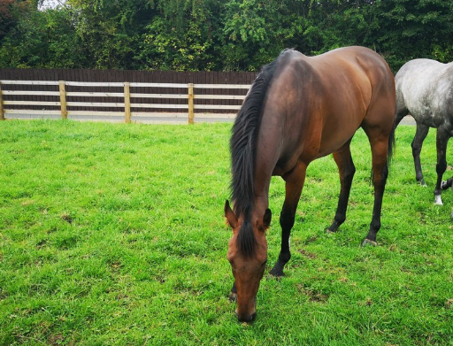 Horses for sale under £1,000