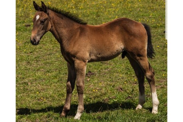 foal
