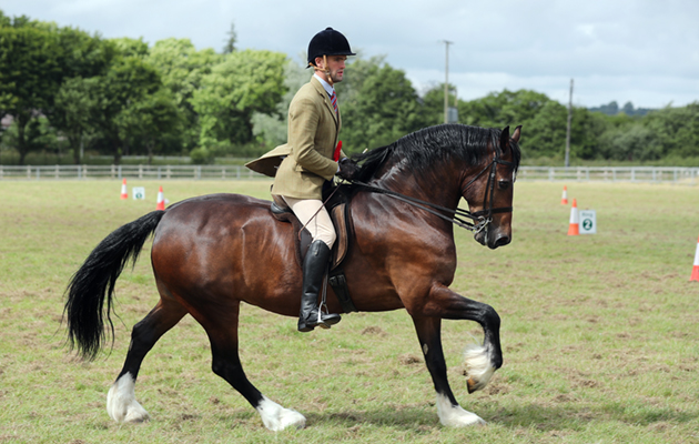 Horse & Hound
