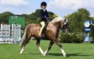 The Welsh section B is a popular choice of Uk horse breed for children wishing to compete across the disciplines.