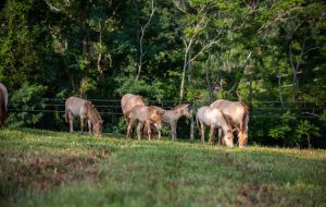 Przewalski's Horse Foals