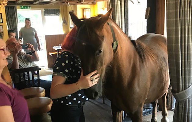 New Forest Pony Walks Into A Pub Horse Hound