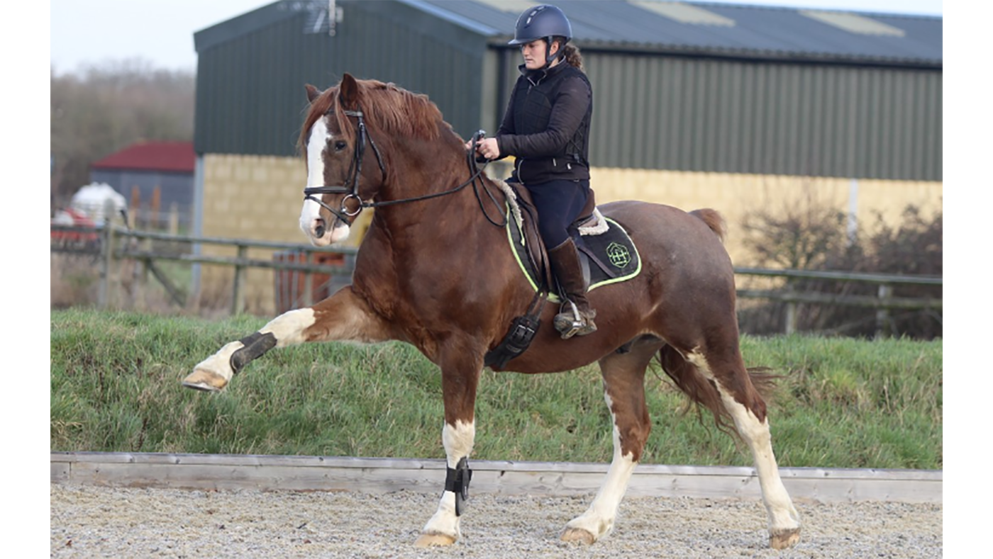 Dreaming of a dressage partner to