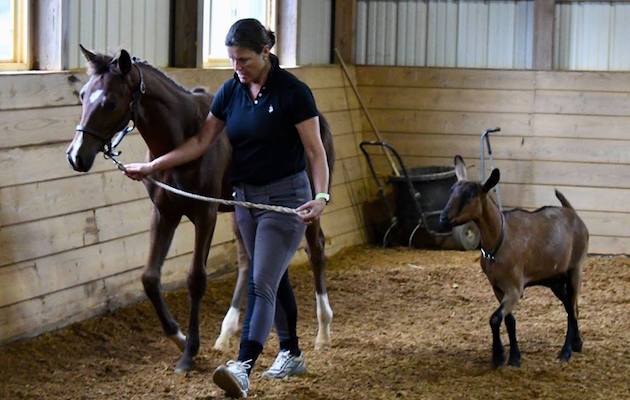 Goat foal Iggy pop sheshe